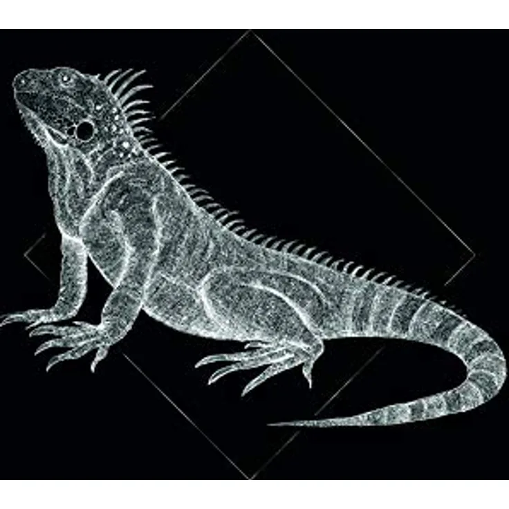 Komar Wandbild Iguana Black, Fotoposter 50 x 70 cm, ohne Rahmen, hochwertiger Kunstdruck auf seidenmattem Premium-Posterpapier