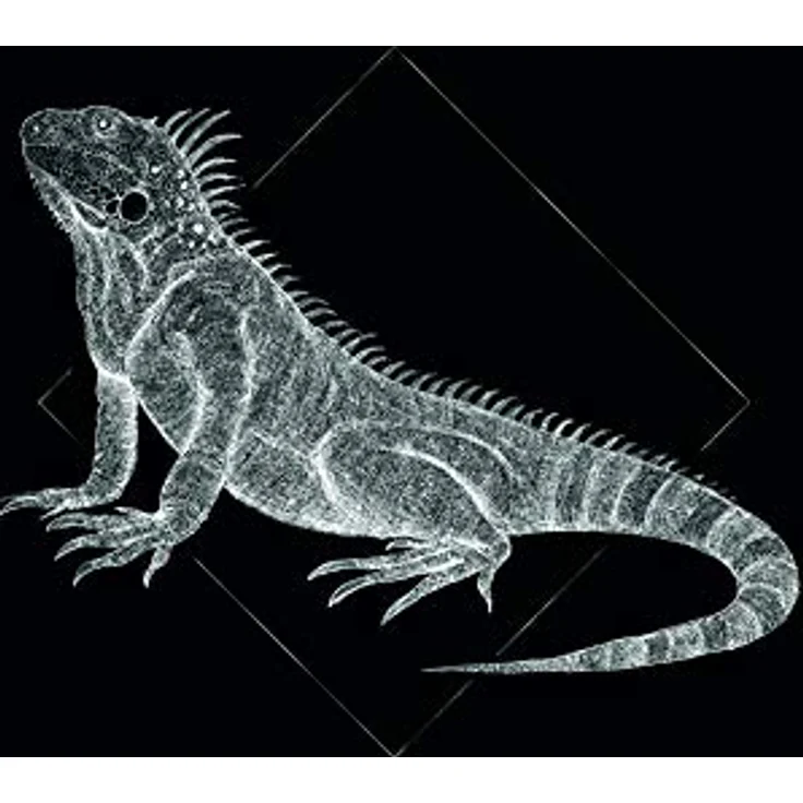 Komar Wandbild Iguana Black, Fotoposter 50 x 70 cm, ohne Rahmen, hochwertiger Kunstdruck auf seidenmattem Premium-Posterpapier – Bild 1