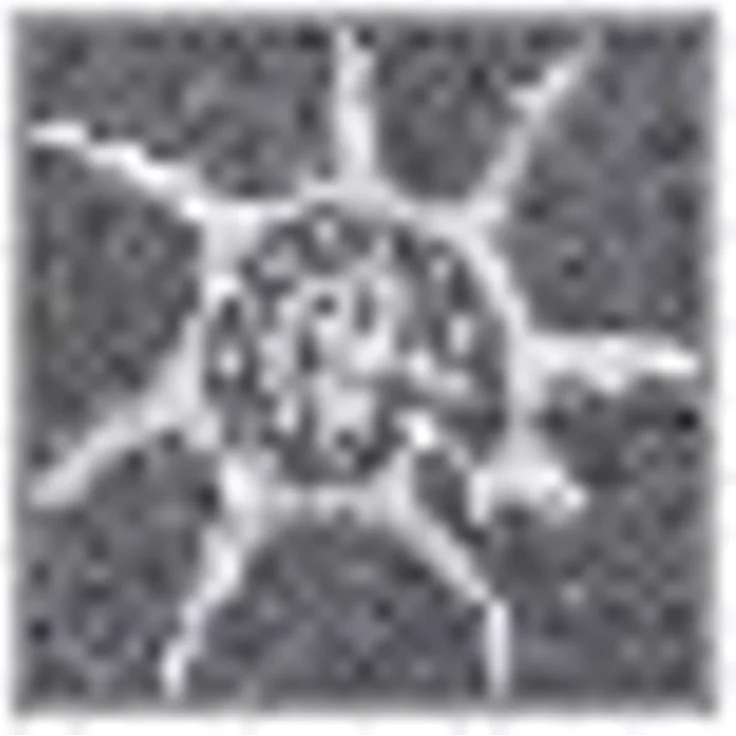 Dyckhoff Badetuch Seashell, Walkfrottee (1-St), mit Muschelmuster – Bild 3