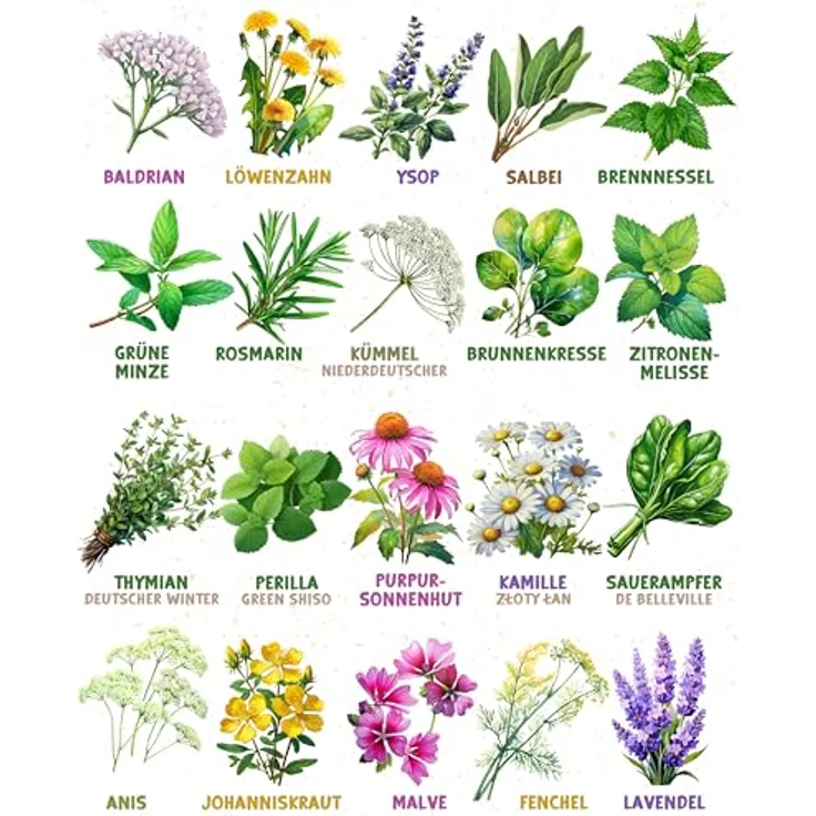 ZenGreens® - Bio Heil- und Teekräutersamen im 20er Set - 20 Heil- und Tee Kräuter Samen für den einfachen Anbau im Garten, Balkon oder Hochbeet - Pflanzensamen - Saatgut – Bild 7