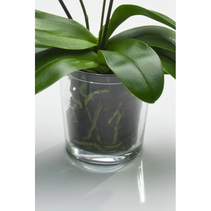 Sandra Rich Blumentopf Orchideentopf Orchid konisch von Sandra Rich