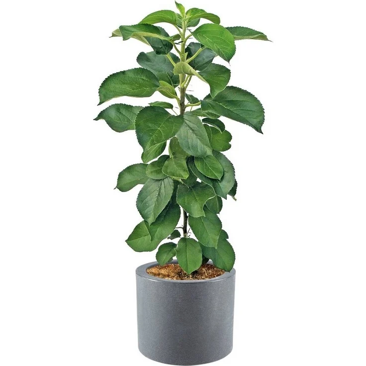 Dehner Blumentopf Blumenkübel Palermo mit Rollen, Ø 40 cm, Kunststoff, Frostbeständig, rollbar, praktisch – Bild 3