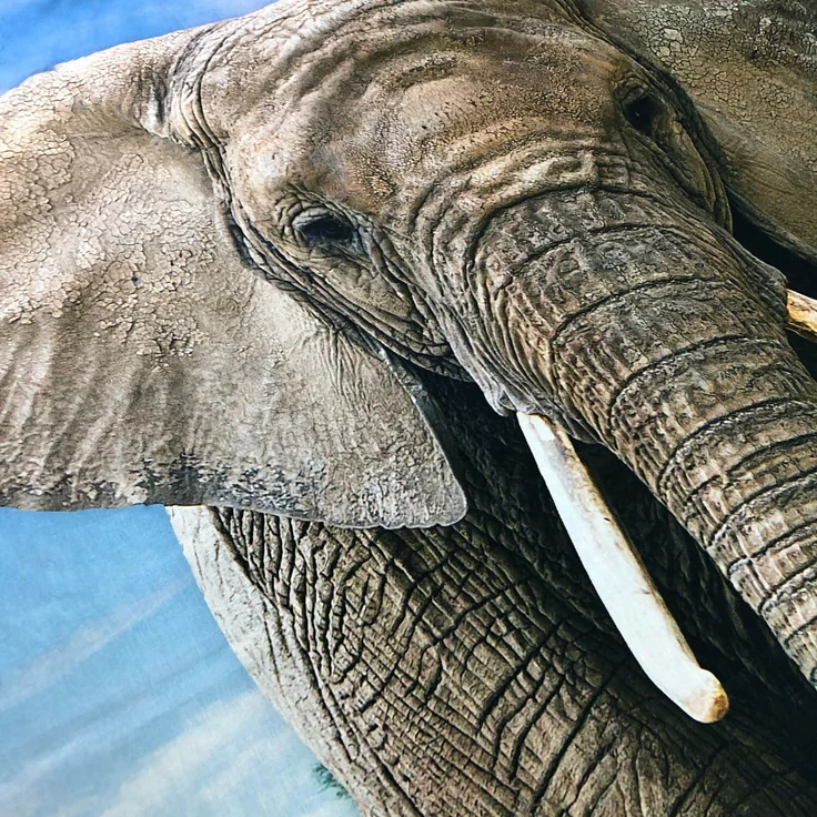 Elefant Bettwäsche Digitaldruck ESPiCO Sleep and Dream 135 x 200 + 80 x 80 cm – Bild 5