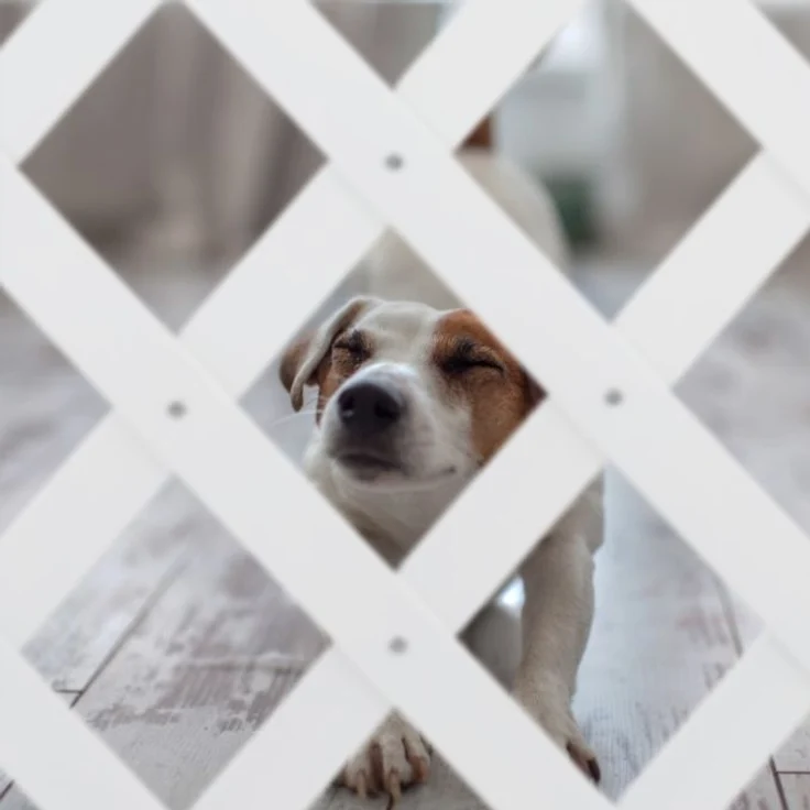 Ausziehbares Hundeabsperrgitter in Weiß – Bild 5