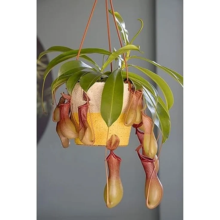 INNA-Glas Übertopf Blumenkorb NERIONKO Duo, beige-gelb, 13 cm, Ø 15,5 cm – Bild 4