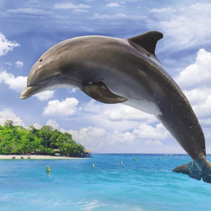 Delfin Insel Bettwäsche Digitaldruck ESPiCO Sleep and Dream 135 x 200 + 80 x 80 cm – Bild 4