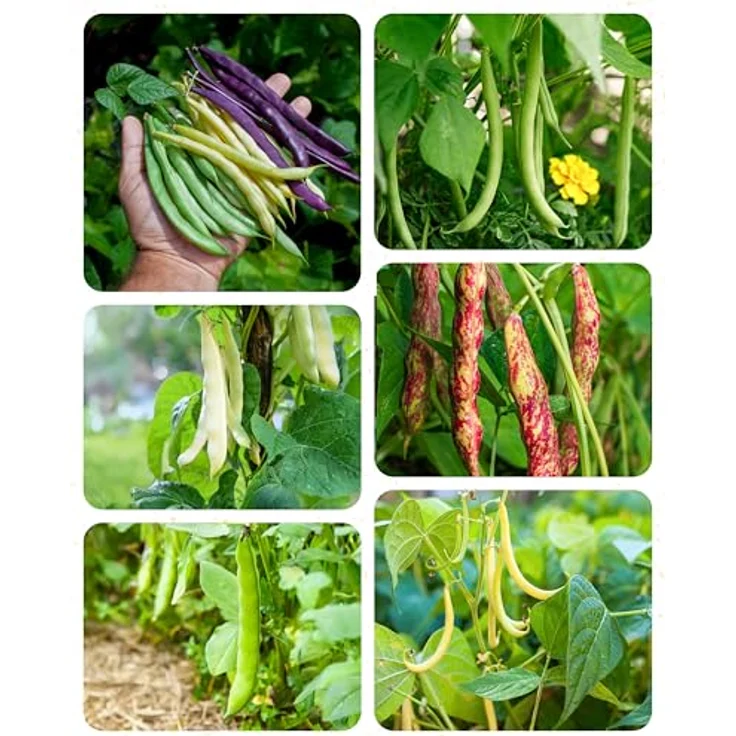 ZenGreens® - Bio Bohnensamen im 6er Set - 6 Bohnen Samen für den einfachen Anbau im Garten, Balkon oder Hochbeet - Pflanzensamen - Saatgut – Bild 9