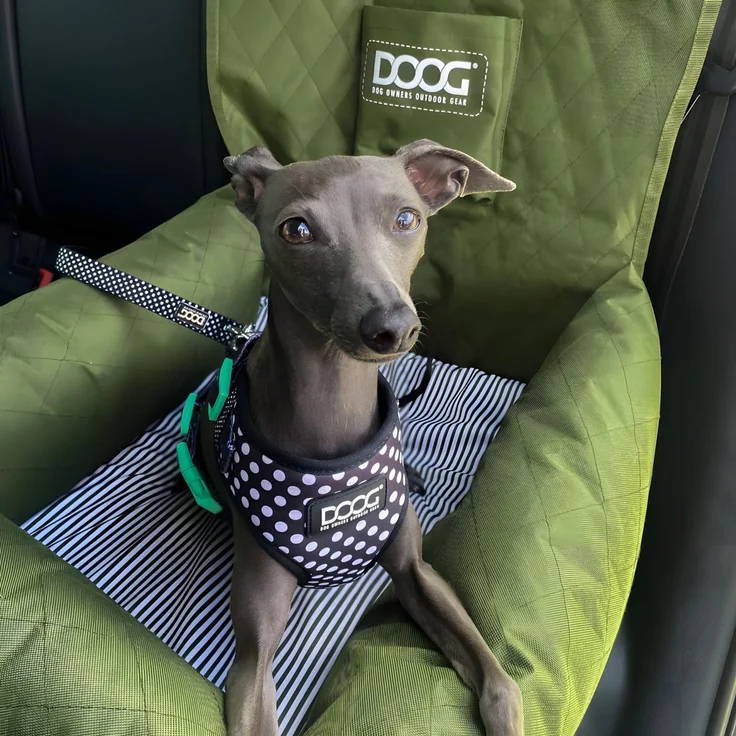 DOOG Autositz / Car Seat Green, grün, 50 x 56 cm – Bild 4