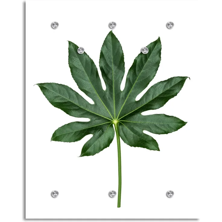 Queence Garderobe - "Planty" Druck auf hochwertigem Arcylglas inkl. Edelstahlhaken und Aufhängung, Format: 100x120cm