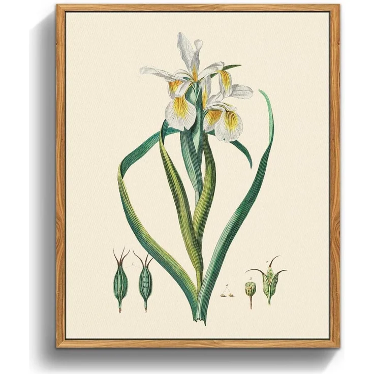 Vintage Botanische Leinwandbilder mit Holzrahmen 20x25 cm Wandbilder Wohnzimmer – Bild 1