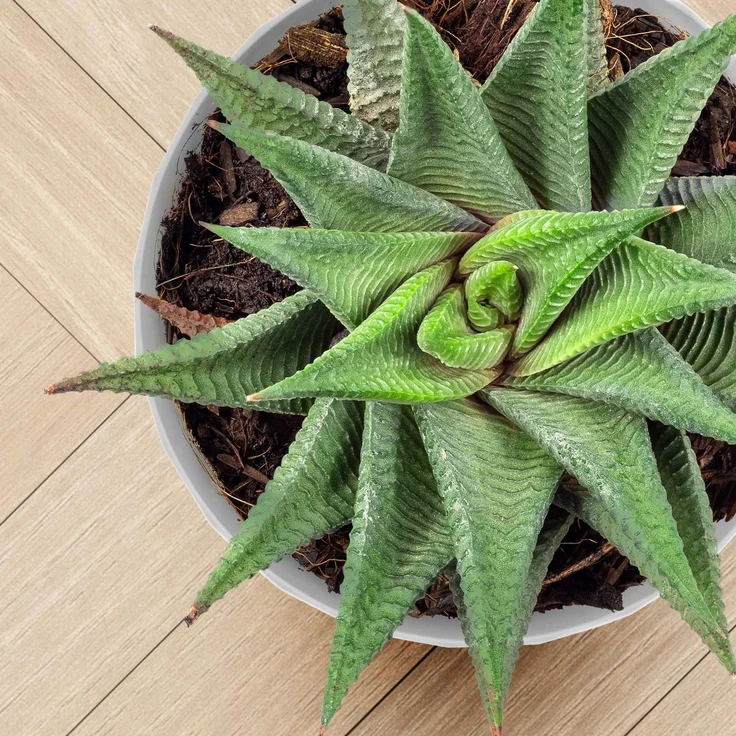 KADAX Kunststoff-Blumentopf mit Ständer, Blumenabdeckung, 25 cm, grau – Bild 8