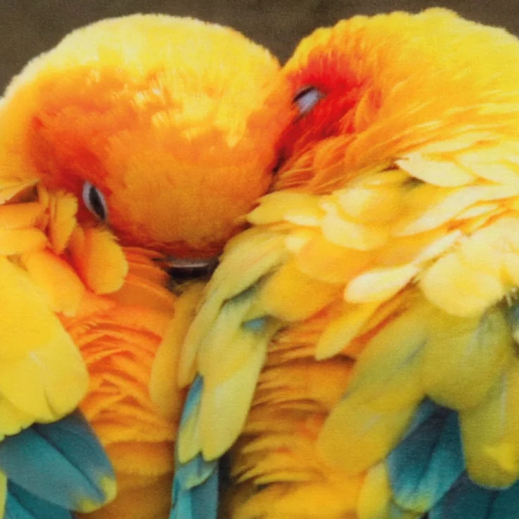 Bestlivings Dekokissen Fotodruck Motiv in 40x40 cm, Flauschig weiches Kissen in vielen Motiven erhältlich ( Design: Sittiche ) – Bild 8