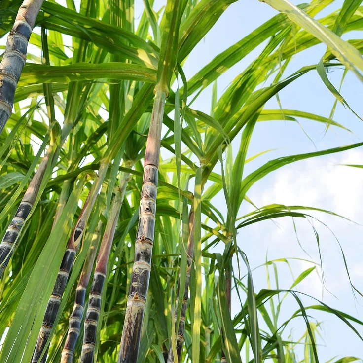 KYOCERA Allzweckmesser GEN NATURE, für Obst und Gemüse, Klingenlänge: 11 cm – Bild 7