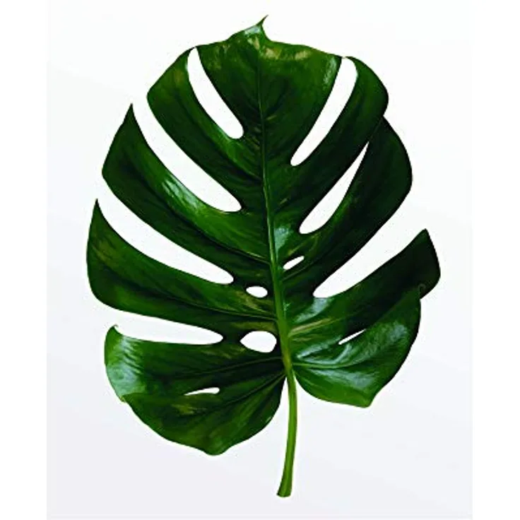 Komar Monstera Leaf Wandbild, Premium-Poster 40 x 50 cm, fotorealistische Druckqualität, seidenmatte Oberfläche, FSC-zertifiziert, ohne Rahmen