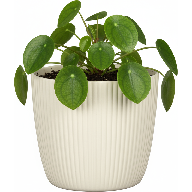 Scheurich Aura, Blumentopf aus Keramik, Farbe: Creme, 27,5 cm Durchmesser, 24,5 cm hoch, 10,32 l Vol. – Bild 2