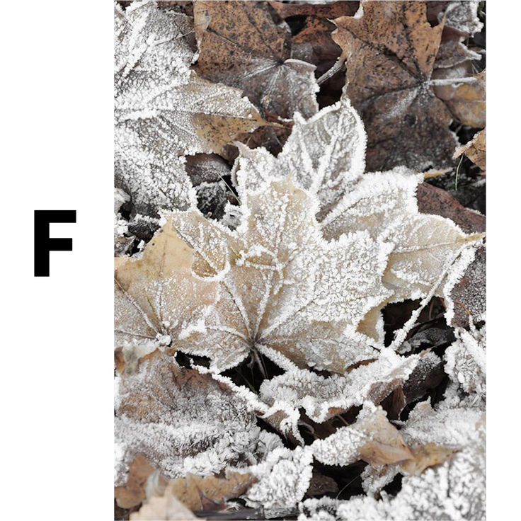 Winter Tannenzapfen Baumstämme Frostblätter Poster · Bilder Wohnzimmer · Wandbilder Schlafzimmer · Deko Print ohne Rahmen - F / 60 x 90 cm
