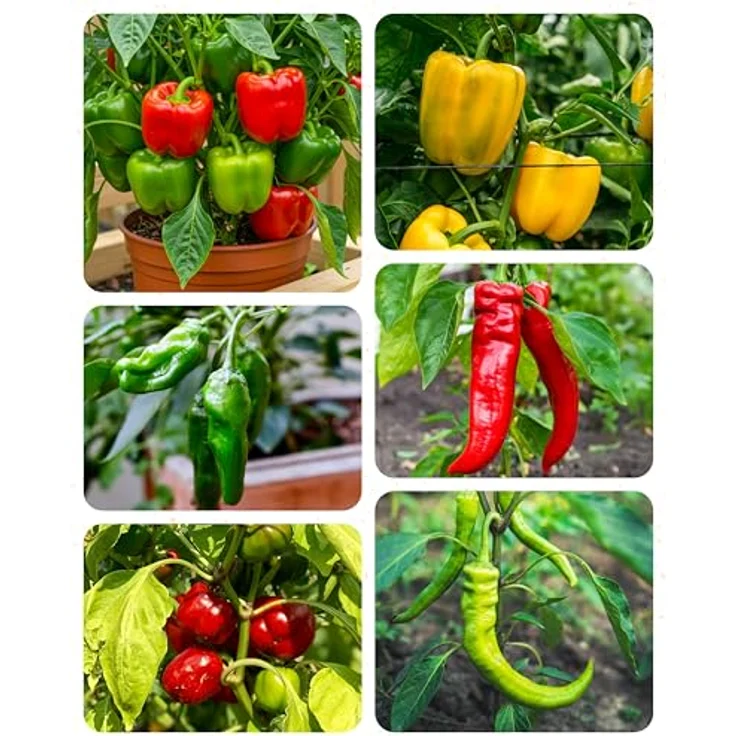 ZenGreens® - Bio Paprikasamen im 6er Set - 6 Paprika Samen für den einfachen Anbau im Garten, Balkon oder Hochbeet - Pflanzensamen - Saatgut – Bild 11