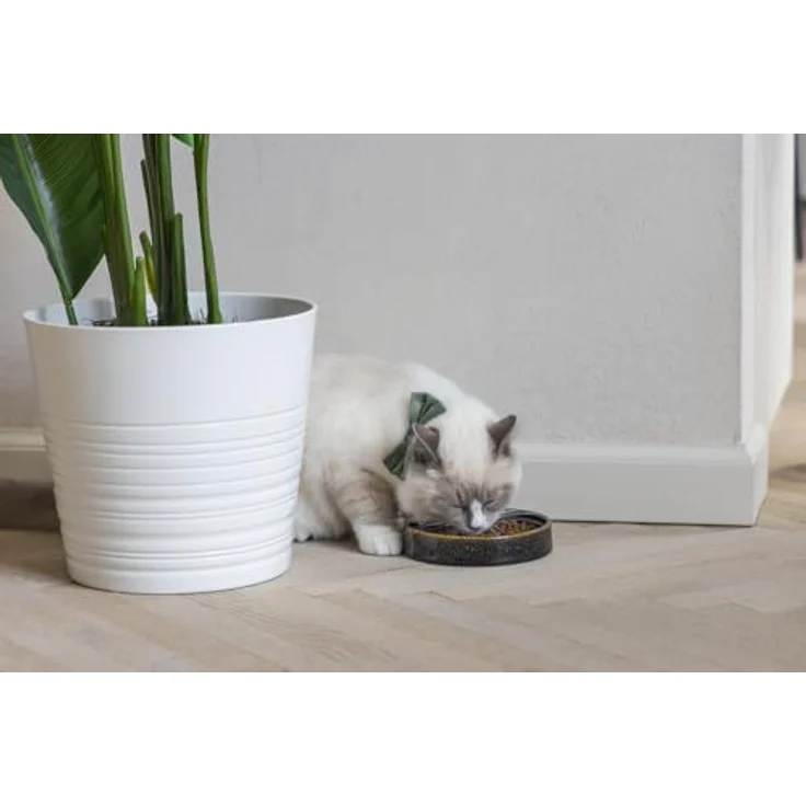 Designed By Lotte Futternapf Hundenapf Jace aus Keramik schwarz – Bild 6