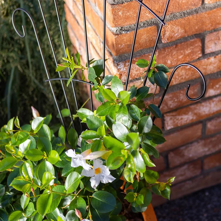 KADAX Metall Rankgitter 62 x 120 cm, 1 Stück, Rankhilfe für Kletterpflanzen wie Rosen & Clematis, Pflanzen Spalier für Garten, Balkon & Terrasse, Pflanzengitter aus Stahl – Bild 6