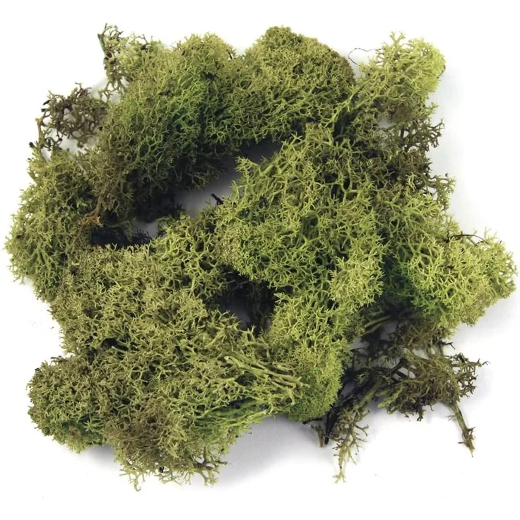 Islandmoos, SB-Btl. 100 g, h.grün (52,20 € pro 1 kg)