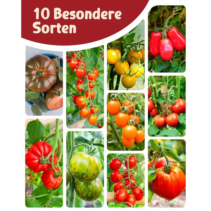 ZenGreens® - Bio Tomatensamen im 10er Set - 10 Tomaten Samen für den einfachen Anbau im Garten, Balkon oder Hochbeet - Pflanzensamen - Saatgut – Bild 6
