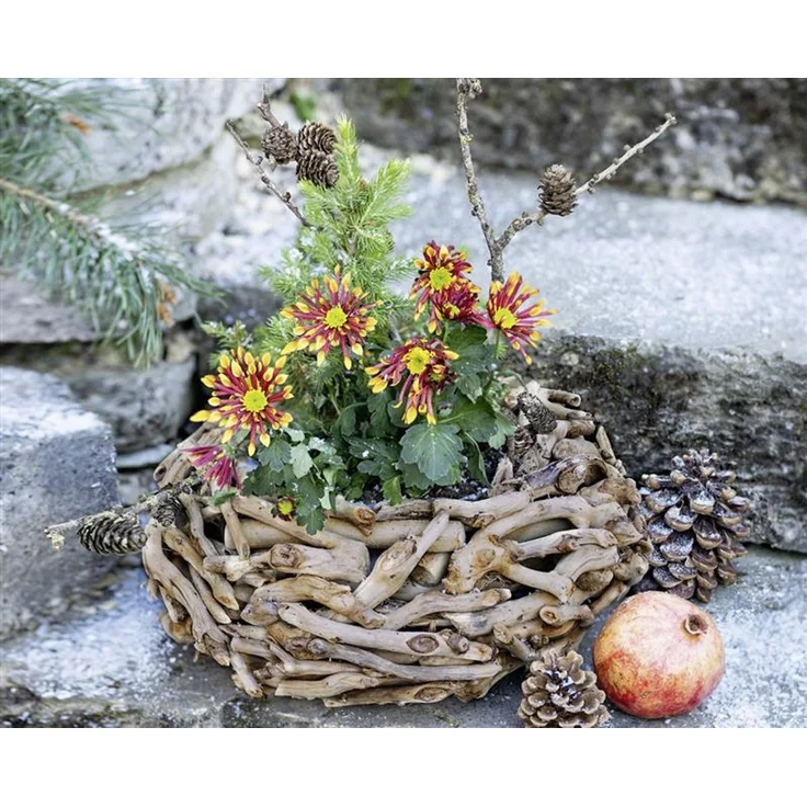 Pflanzer aus Treibholz rund, Ø 38 cm, Pflanzschale, Blumentopf, Pflanztopf, Pflanzgefäß, Gartendeko für Draußen – Bild 5