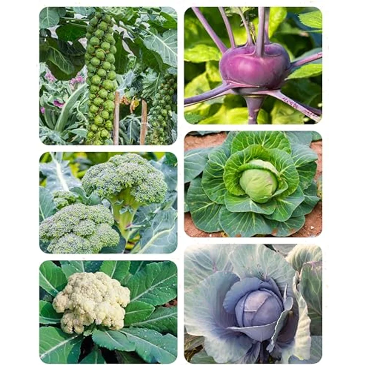 ZenGreens® - Bio Kohlgemüsesamen im 6er Set - 6 Kohl Gemüse Samen für den einfachen Anbau im Garten, Balkon oder Hochbeet - Pflanzensamen - Saatgut – Bild 10
