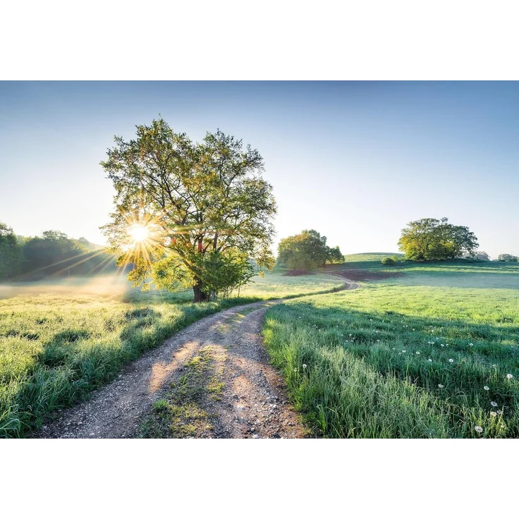 Komar Fototapete Meadow Trail - Größe 368 x 254 cm, glatt, bedruckt, (1 St), Wohnzimmer, Schlafzimmer – Bild 2