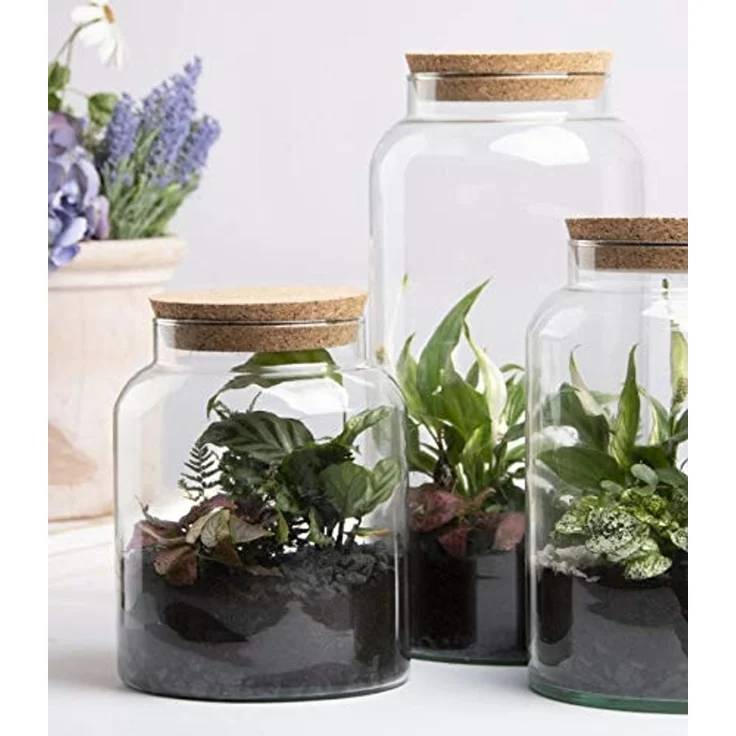 Pflanzen Terrarium aus Glas 10 L Deko Gewächshaus – Bild 2