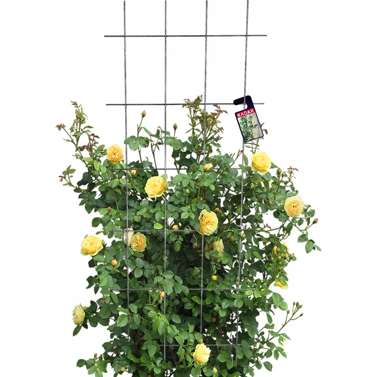 KADAX Garten-Pergola-Metallstütze für Pflanzen, Rosen, Blumen, Gitter, 60 x 150 cm – Bild 5
