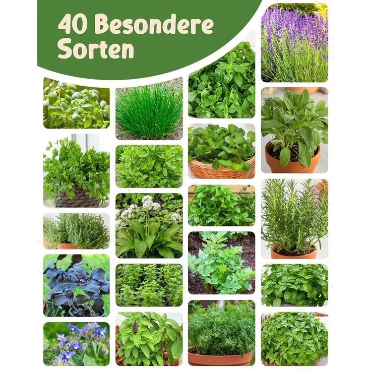 ZenGreens® - Bio Kräutersamen im 40er Set - 40 Kräuter Samen für den einfachen Anbau im Garten, Balkon oder Hochbeet - Pflanzensamen - Saatgut – Bild 7