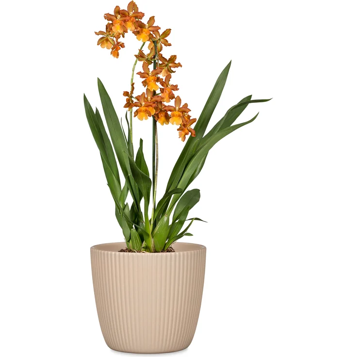 Scheurich Aura, Blumentopf aus Keramik, Farbe: Dry Reed, 23,2 cm Durchmesser, 21,3 cm hoch, 11,465 l Vol. – Bild 2