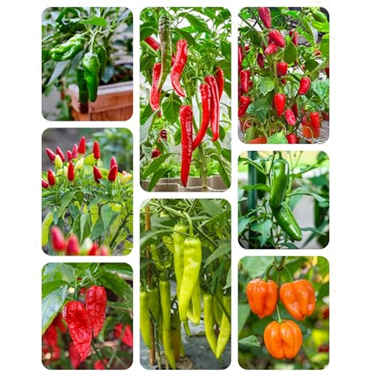 ZenGreens® - Bio Chilisamen im 8er Set - 8 Chili Samen für den einfachen Anbau im Garten, Balkon oder Hochbeet - Pflanzensamen - Saatgut - – Bild 9