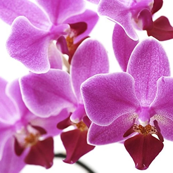 Foto-Paravent Paravent Raumteiler Trennwand M68 ~ 180x120cm, Orchidee – Bild 6