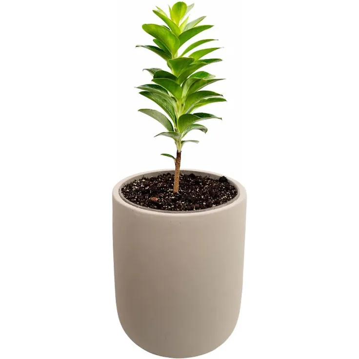 Blumentopf aus Zement – Light Grey, ca. 26x31x38cm – Bild 3