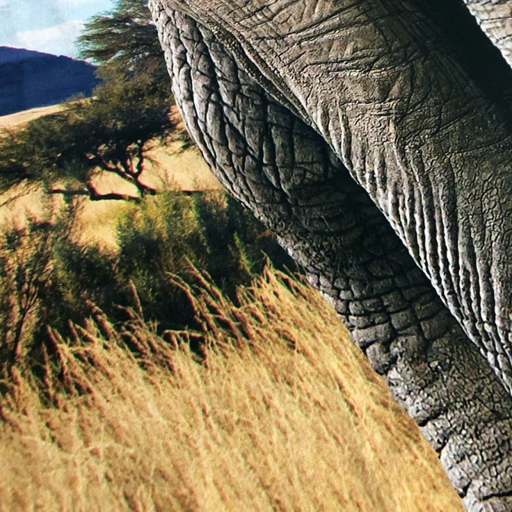 Elefant Bettwäsche Digitaldruck ESPiCO Sleep and Dream 135 x 200 + 80 x 80 cm – Bild 7