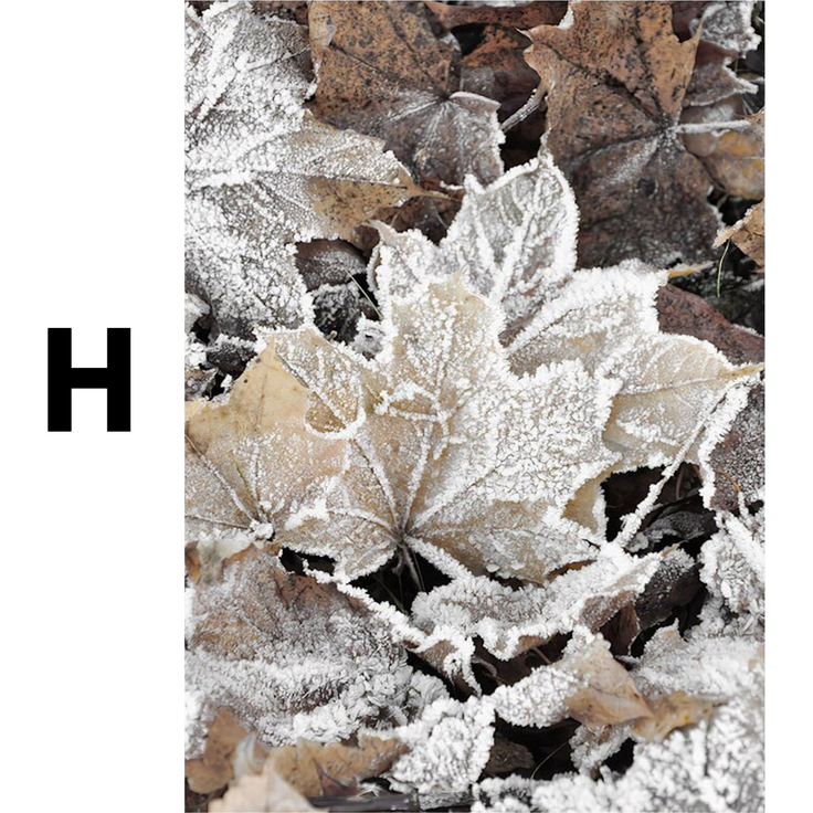 Poster Winter Holz Hütte im Schnee Rentier Tannenzapfen · Bilder Wohnzimmer · Wandbilder Schlafzimmer · Deko Print ohne Rahmen - H / 20x25 cm