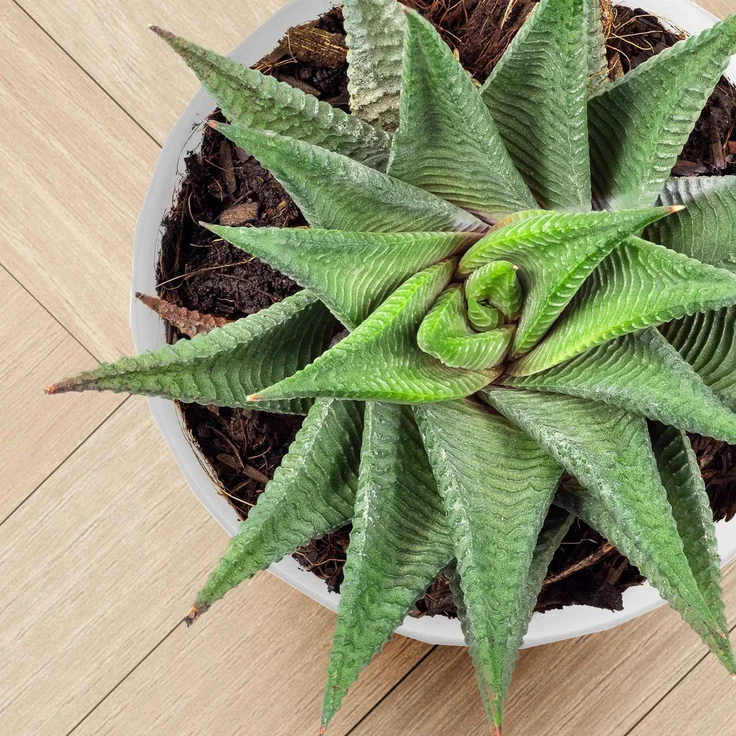 KADAX Blumentopf aus Kunststoff mit Ständer, Blumenabdeckung, 30 cm, Weiß – Bild 7