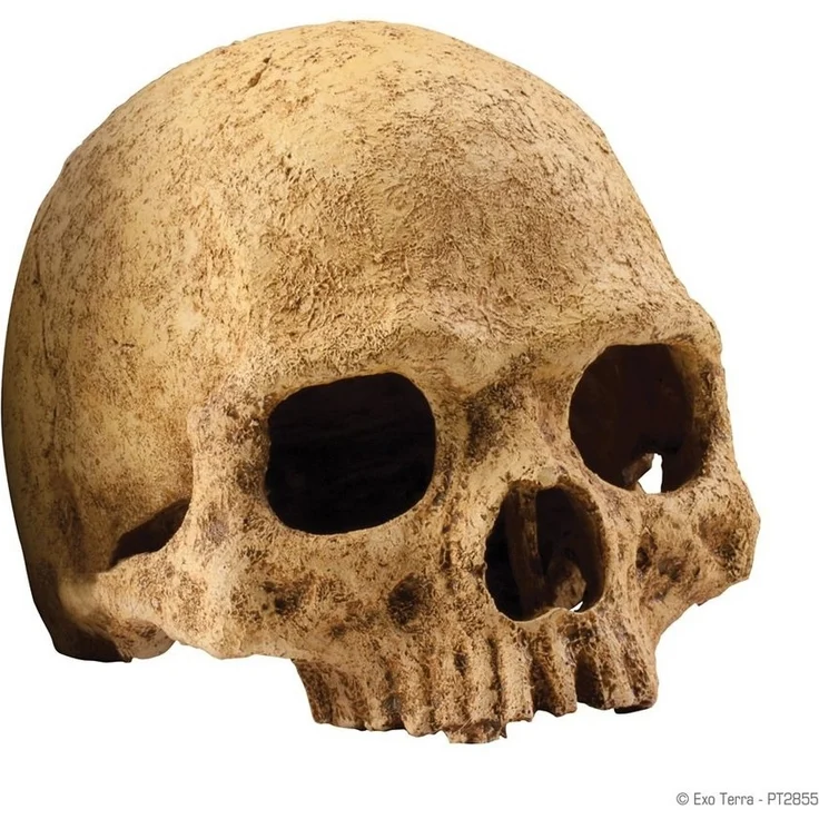 Exo Terra Terrariendeko Versteck Primate Skull – Bild 3