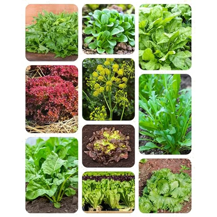 ZenGreens® - Bio Salatgemüsesamen im 10er Set - 10 Salat Gemüse Samen für den einfachen Anbau im Garten, Balkon oder Hochbeet - Pflanzensamen - Saatgut – Bild 11