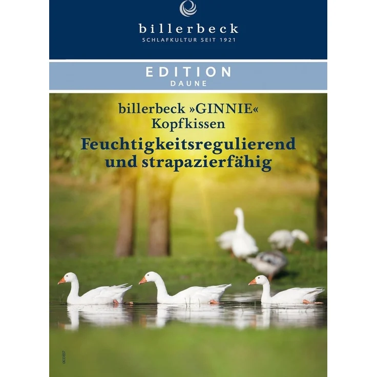 billerbeck Gänsefederkopfkissen Ginnie 15, Kissen ist Allergiker freundlich (Hausstauballergiker), Füllung: 85% Gänsefeder, 15% Gänsedaunen, Bezug: 100% Baumwolle, Das Gänsedaunenkissen für höchsten Schlafkomfort – Bild 3