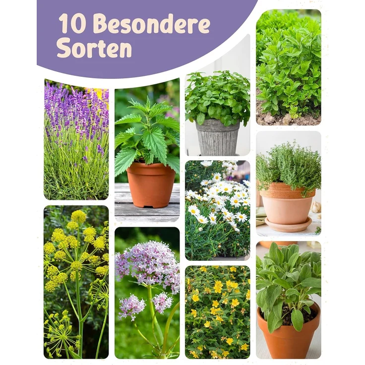 ZenGreens® - Bio Heil- und Teekräutersamen im 10er Set - 10 Heil- und Tee Kräuter Samen für den einfachen Anbau im Garten, Balkon oder Hochbeet - Pflanzensamen - Saatgut – Bild 6