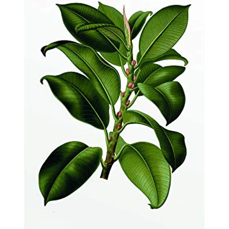 Komar Elastica Tree, Wandbild auf Premium-Poster Fotopapier, Grün, 30 x 40 cm, ohne Rahmen, MADE IN GERMANY