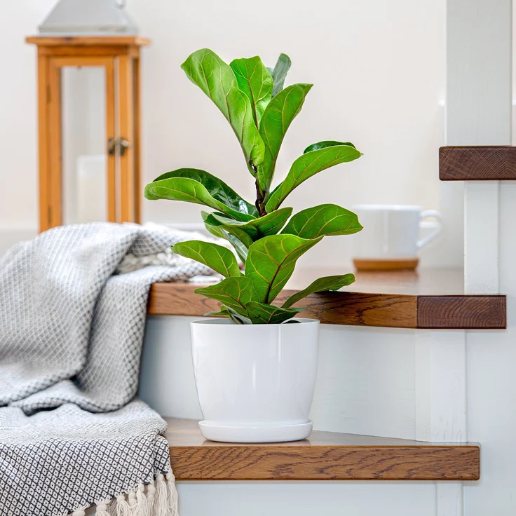 KADAX Blumentopf mit Ständer, Kunststoffabdeckung, Blumentopf 20 cm, weiß für Blumen – Bild 7