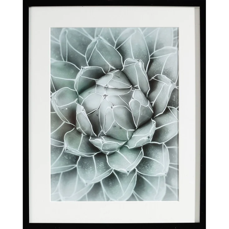 Dekoria Wandbild Succulents II 40x50xcm