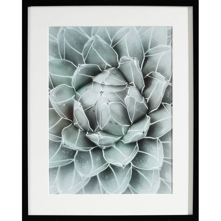 Dekoria Wandbild Succulents II 40x50xcm
