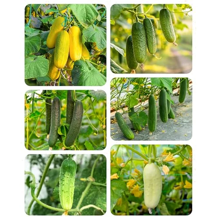 ZenGreens® - Bio Gurkensamen im 6er Set - 6 Gurken Samen für den einfachen Anbau im Garten, Balkon oder Hochbeet - Pflanzensamen - Saatgut – Bild 11