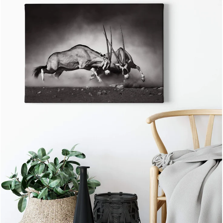 Leinwandbild Wildtiere Kampf Weiß Schwarz 70x50 DD123045 Wandbild Leinwand – Bild 2