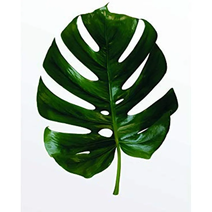 Komar Wandbild Monstera Leaf, Premium Kunstdruck 30 x 40 cm, seidenmatte Oberfläche, lichtbeständig, FSC-zertifiziert, ohne Rahmen