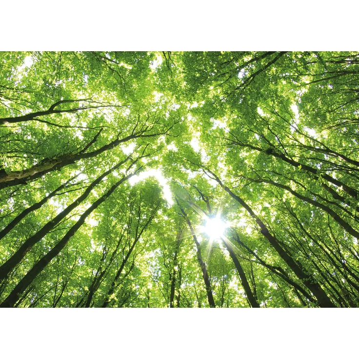 Leinwandbild Wald Grün 70x50 DD123013 Keilrahmenbild Wandbild Leinwand Natur